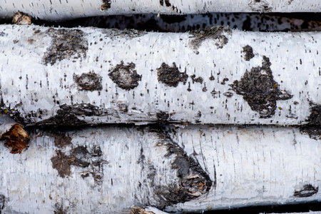 Pile of a birch firewood. Birch logs lying on the ground. Top and side view.の写真素材