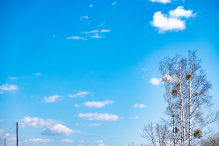 Blue sky background with clouds. Birches with bird nests against the blue sky.の写真素材
