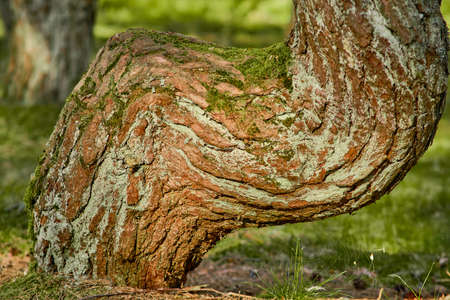 Dancing forest on the Curonian Spit of the Kaliningrad region.の写真素材