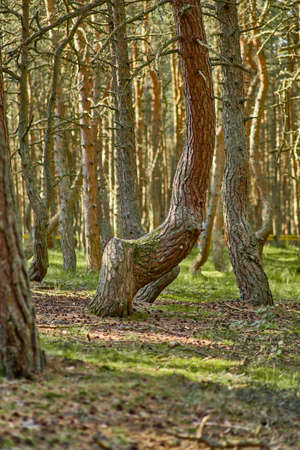 Dancing forest on the Curonian Spit of the Kaliningrad region.の写真素材
