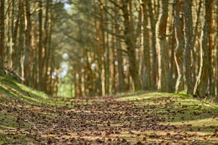 Dancing forest on the Curonian Spit of the Kaliningrad region.