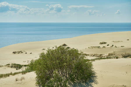 Sand dunes of the russian part Curonian Spit. Kaliningrad region, Russiaの写真素材