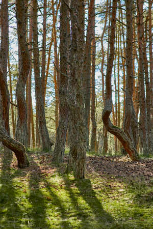 Dancing forest on the Curonian Spit of the Kaliningrad region.の写真素材