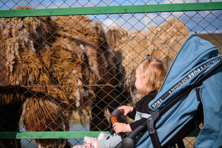 A little girl in a baby carriage feeds a deer at a zoo in Khabarovsk, Russia.