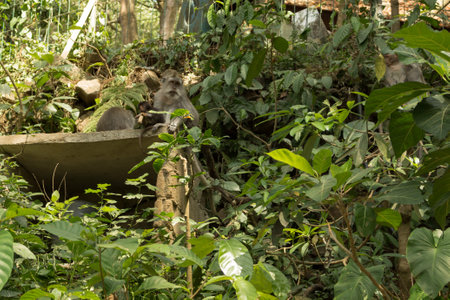 Monkeys in Ubud Monkey Forest, Bali, Indonesiaの写真素材