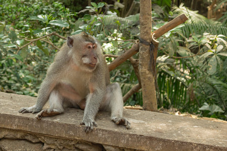 Monkeys in Ubud Monkey Forest, Bali, Indonesiaの写真素材