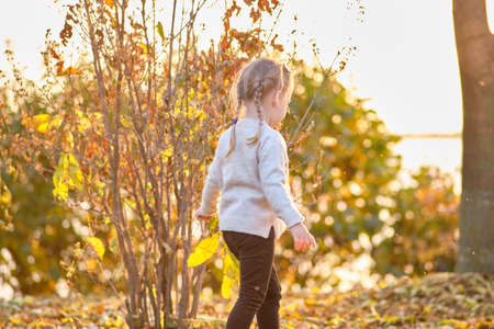 Cute little girl with pigtails in a gray sweater playing with autumn leaves.の写真素材