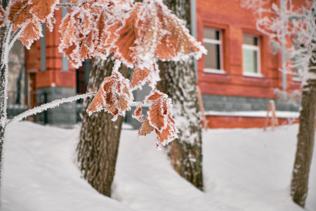 Autumn oak brown leaves in the snow.の写真素材