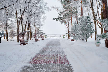 Culture and Recreation Park of Khabarovsk, Russia after heavy snowfall in the morning at sunrise. Trees in the snow.の写真素材