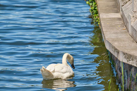 White Swan in the pond of Kaliningrad in the daytime in summerの写真素材
