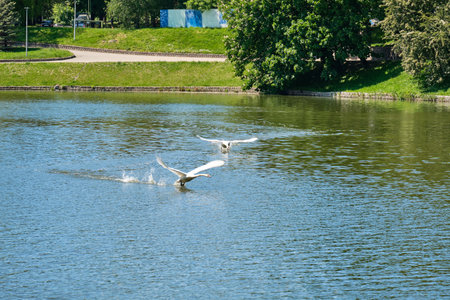 A white swan takes off in the pond of Kaliningrad in the summer afternoonの写真素材