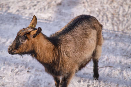 A domestic goat at the zoo in Yuzhno-Sakhalinsk, Russia.の写真素材