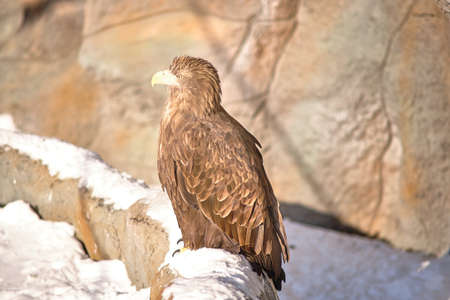 White-tailed eagle at the zoo in Yuzhno-Sakhalinsk, Russia.