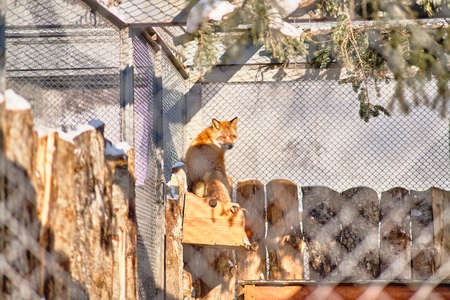 The common fox in the zoo of Yuzhno-Sakhalinsk, Russia.