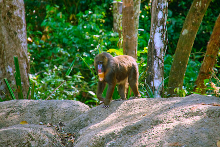 Mandrill at Vinpearl Safari and Conservation Park on Phu Quoc Island, Vietnamの写真素材