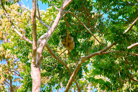 Gibbon jumps on tree branches at Vinpearl Safari and Conservation Park on Phu Quoc Island, Vietnamの写真素材