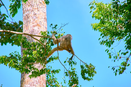 Gibbon jumps on tree branches at Vinpearl Safari and Conservation Park on Phu Quoc Island, Vietnamの写真素材