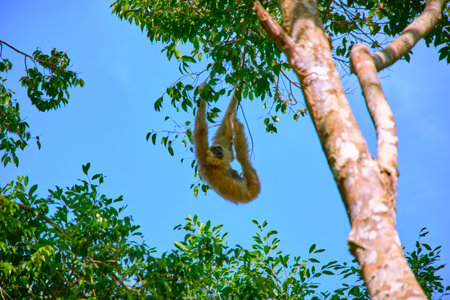 Gibbon jumps on tree branches at Vinpearl Safari and Conservation Park on Phu Quoc Island, Vietnamの写真素材