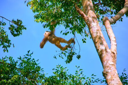 Gibbon jumps on tree branches at Vinpearl Safari and Conservation Park on Phu Quoc Island, Vietnamの写真素材