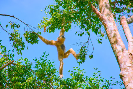 Gibbon jumps on tree branches at Vinpearl Safari and Conservation Park on Phu Quoc Island, Vietnamの写真素材