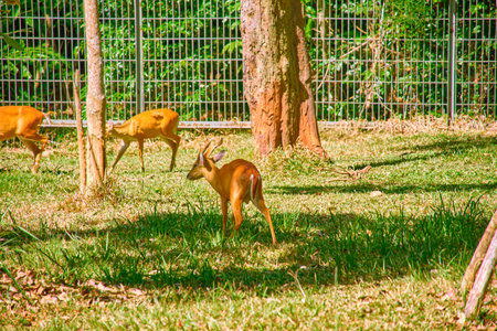 Dwarf Deer at Vinpearl Safari and Conservation Park on Phu Quoc Island, Vietnamの写真素材