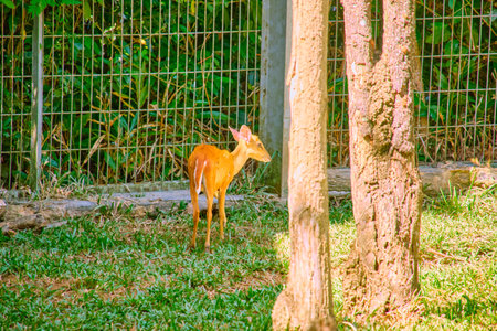 Dwarf Deer at Vinpearl Safari and Conservation Park on Phu Quoc Island, Vietnamの写真素材
