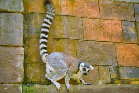 Cat Lemur at Vinpearl Safari and Conservation Park on Phu Quoc Island, Vietnamの写真素材