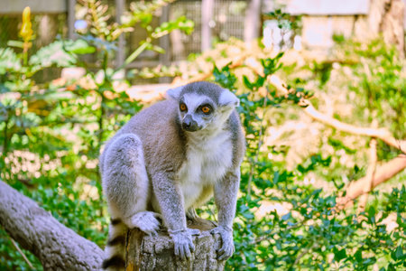 Cat Lemur at Vinpearl Safari and Conservation Park on Phu Quoc Island, Vietnamの写真素材