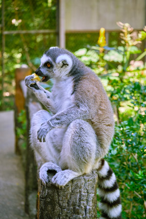 Cat Lemur at Vinpearl Safari and Conservation Park on Phu Quoc Island, Vietnamの写真素材