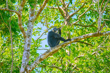 Monkey at Vinpearl Safari and Conservation Park on Phu Quoc Island, Vietnamの写真素材