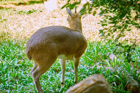 Klipspringer antelope (Oreotragus oreotragus) at Vinpearl Safari and Conservation Park on Phu Quoc Island, Vietnamの写真素材