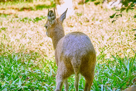 Klipspringer antelope (Oreotragus oreotragus) at Vinpearl Safari and Conservation Park on Phu Quoc Island, Vietnamの写真素材