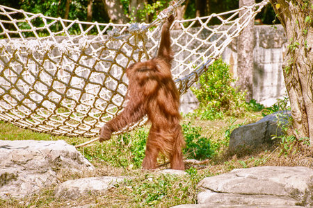 Orangutan at Vinpearl Safari and Conservation Park on Phu Quoc Island, Vietnamの写真素材