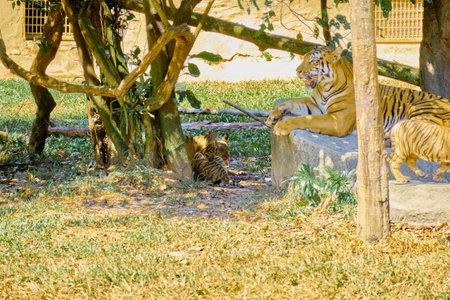 Tigers at Vinpearl Safari and Conservation Park on Phu Quoc Island, Vietnamの写真素材