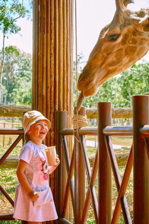 A girl feeds a giraffe in a cafe at Vinpearl Safari and Conservation Park on Phu Quoc , Vietnamの写真素材