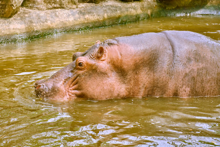 Hippos at Vinpearl Safari and Conservation Park on Phu Quoc , Vietnamの写真素材