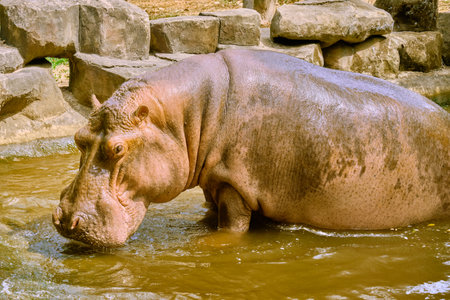 Hippos at Vinpearl Safari and Conservation Park on Phu Quoc , Vietnamの写真素材