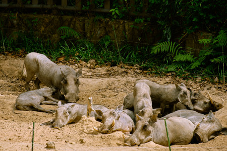 Warthog at Vinpearl Safari and Conservation Park on Phu Quoc , Vietnamの写真素材