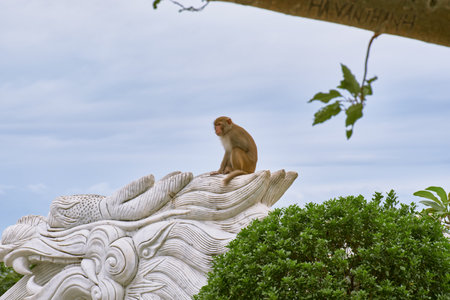 Monkeys at the LinUng Buddhist Temple on the Seoncha Peninsula near Da Nang, Vietnamの写真素材