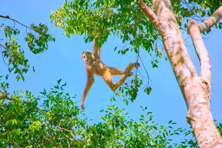 Gibbon jumps on tree branches at Vinpearl Safari and Conservation Park on Phu Quoc Island, Vietnamの写真素材