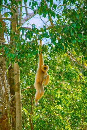 Yellow - cheeked crested gibbon jumps on tree branches at Vinpearl Safari and Conservation Park on Phu Quoc Island, Vietnamの写真素材