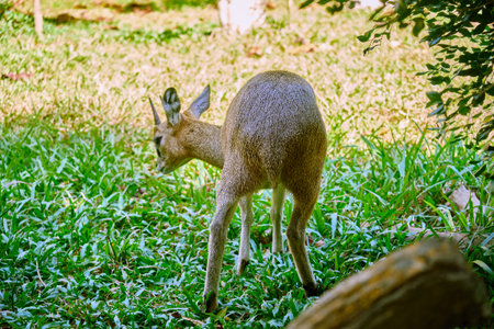 Klipspringer antelope (Oreotragus oreotragus) at Vinpearl Safari and Conservation Park on Phu Quoc Island, Vietnamの写真素材