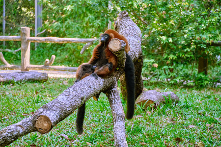 Lemur vari at Vinpearl Safari and Conservation Park on Phu Quoc Island, Vietnamの写真素材