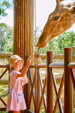 A girl feeds a giraffe in a cafe at Vinpearl Safari and Conservation Park on Phu Quoc , Vietnamの写真素材