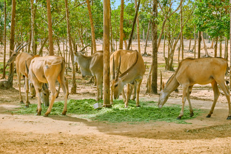 Antelope at Vinpearl Safari and Conservation Park on Phu Quoc , Vietnamの写真素材