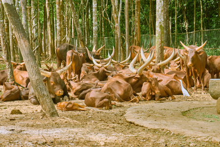 Wild bulls at Vinpearl Safari and Conservation Park on Phu Quoc , Vietnamの写真素材