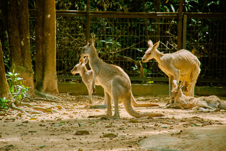 Kangaroo at Vinpearl Safari and Conservation Park on Phu Quoc , Vietnamの写真素材