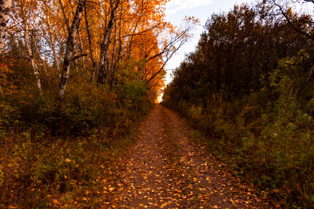 Birches in the autumn forest are covered with orange and yellow leaves. Against the sunset sky.の写真素材