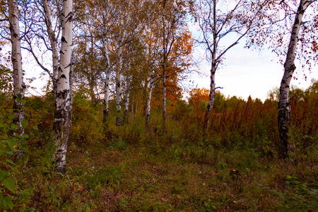 Birches in the autumn forest are covered with orange and yellow leaves. Against the sunset sky.の写真素材