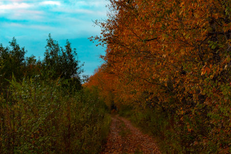 Birches in the autumn forest are covered with orange and yellow leaves. Against the sunset sky.の写真素材